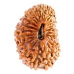 24 mukhi rudraksha original