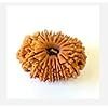 17 Mukhi Rudraksha – Original Nepali