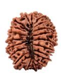 20 Mukhi Rudraksha – Original Nepali