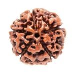 5 Mukhi Rudraksha