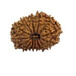 15 Mukhi Rudraksha Original Lab Certified – Nepali