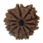 11 Mukhi Faced Indian Rudraksha