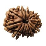 14 Mukhi Rudraksha Nepal Original