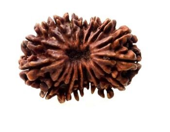16 Mukhi Rudraksha – Original Nepali