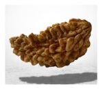 1 Mukhi Rudraksha Original Certified Bead – Natural Nepali