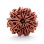 9 Mukhi Rudraksha
