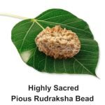2 Mukhi Rudraksha