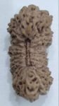 24-mukhi-rudraksha-1000×1000-1.jpg
