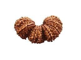 trijuti rudraksha