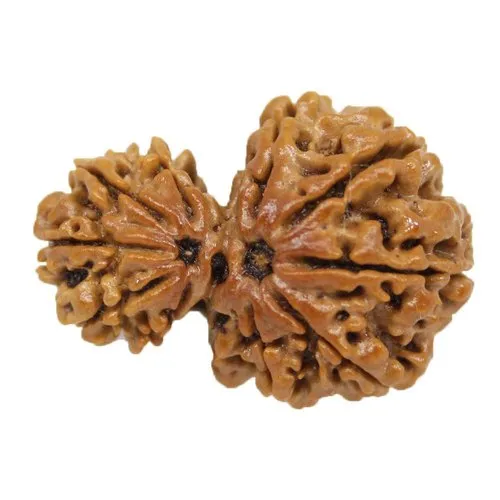 garbh-gauri-rudraksha-stone-500x500-1.webp