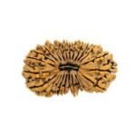 24-mukhi-rudraksha-1000×1000-1.jpg