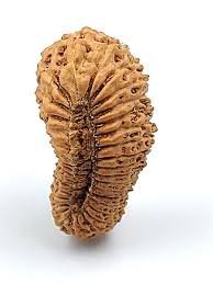30 mukhi rudraksha