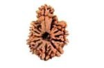 Savar Naag Rudraksha